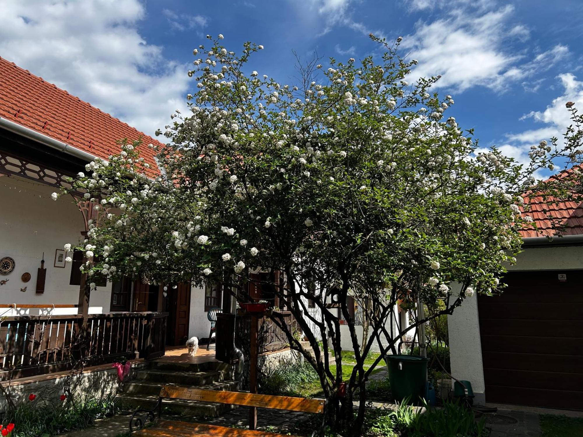 Apartamento Magnolia Garden Miskolc Exterior foto